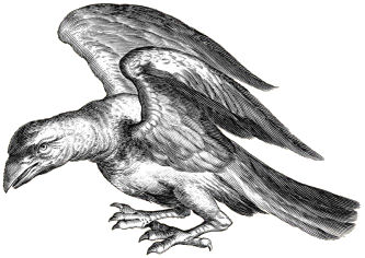 Corvus the Crow