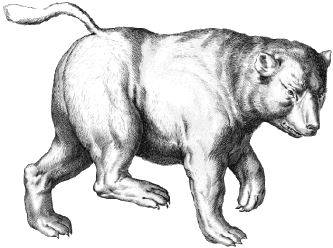 Ursa Major the Greater Bear